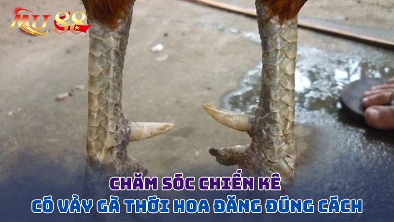 Chăm sóc chiến kê có vảy thới hoa đăng đúng cách