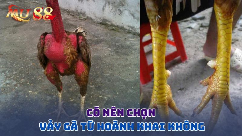 Có nên chọn vảy gà tứ hoành khai?