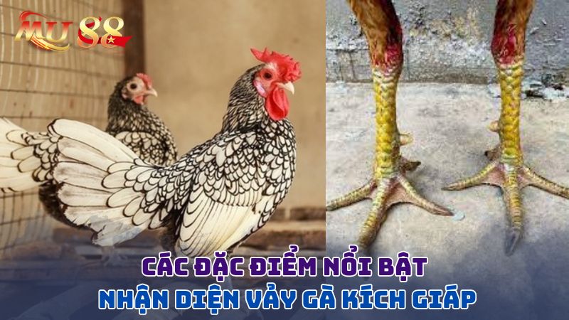 Các đặc điểm nổi bật nhận diện vảy gà kích giáp