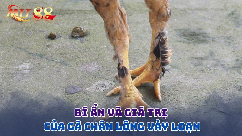 Bí ẩn và giá trị của gà lông vảy loạn