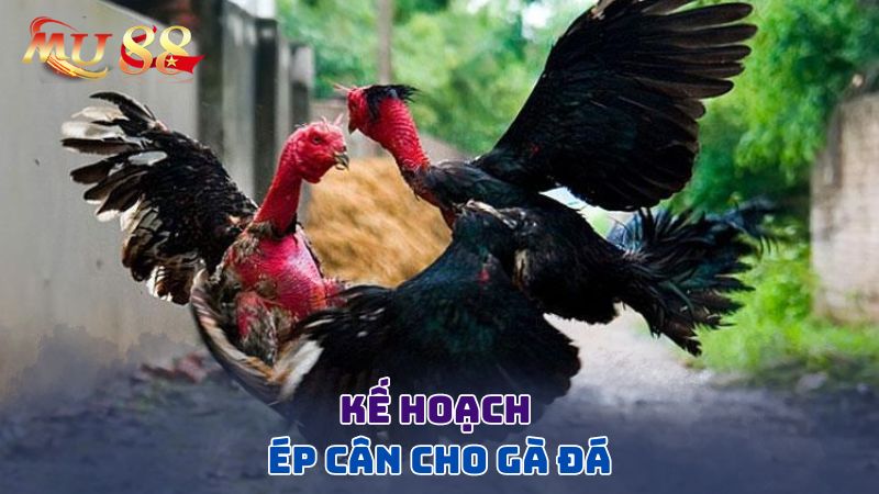 Kế hoạch ép cân cho gà đá